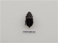 藏品(高砂深山鍬形蟲)的圖片